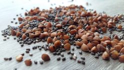 Ökomonitoring: Gifte in Superfoods