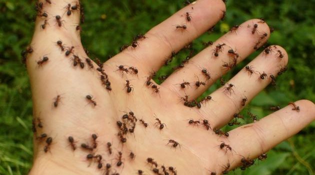 Kratzreflex: Warum es bei einem ekligen Anblick plötzlich juckt?